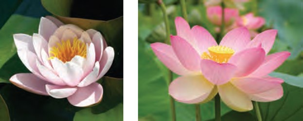 معرفی شکل های متشابه با مثال گل ها در ریاضی نهم صفحه 53