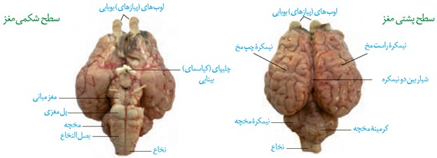 فعالیت 7 صفحه 14 فصل اول زیست شناسی یازدهم