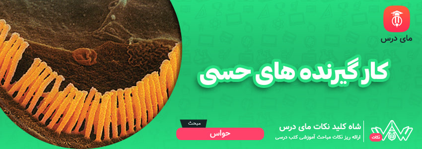 کار گیرنده های حسی