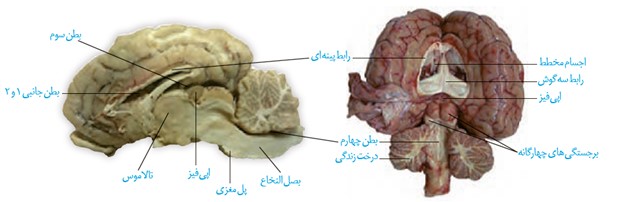 فعالیت 7 صفحه 14 فصل اول زیست شناسی یازدهم