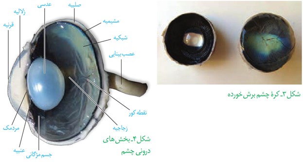 فعالیت 4 صفحه 27 فصل دوم زیست شناسی یازدهم