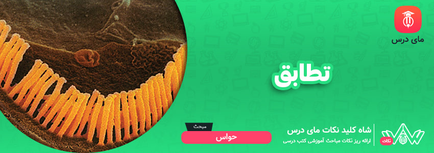 تطابق
