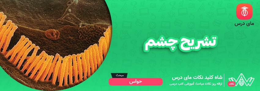 تشریح چشم (گام‌به‌گام)