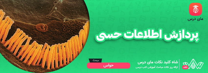 پردازش اطلاعات حسی