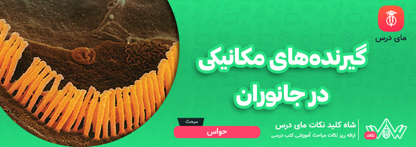 گیرنده‌های مکانیکی در جانوران
