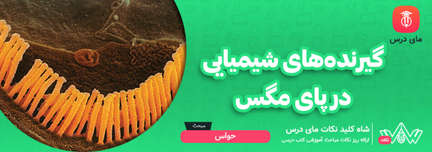 گیرنده‌های شیمیایی در پای مگس