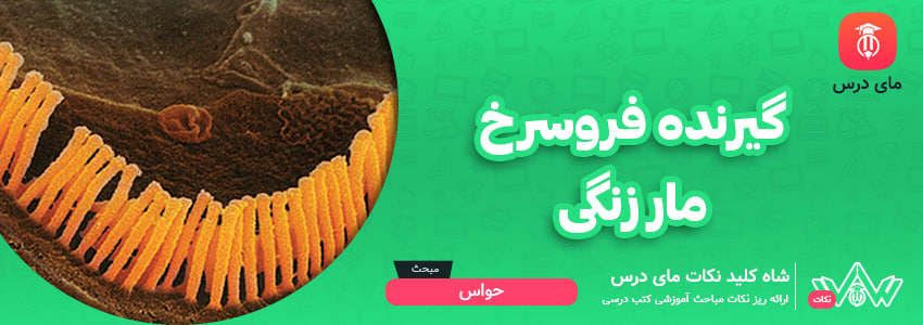 [شاه کلید مای درس] | گیرنده فروسرخ مار زنگی