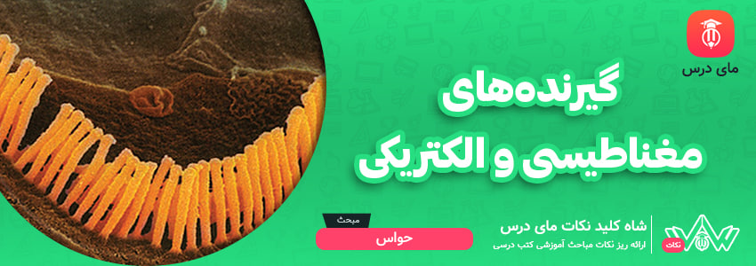 [شاه کلید مای درس] | گیرنده‌های مغناطیسی و الکتریکی