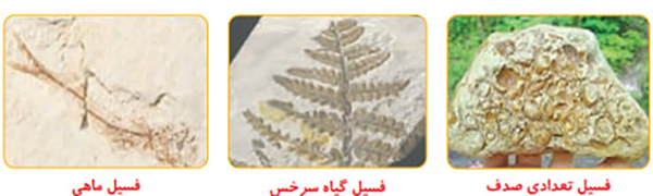 شکل فکر کنید صفحه 34 علوم پنجم