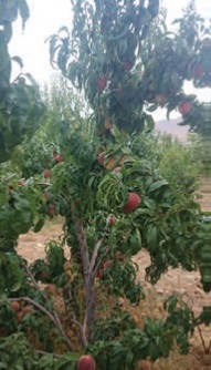 فعالیت ص 159 ریاضی دهم